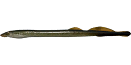 Siberian Lamprey