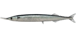 Atlantic Saury