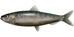 Sardine