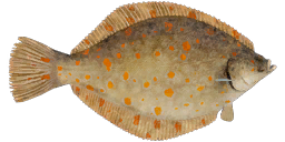 European Plaice