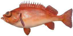 Beaked Redfish