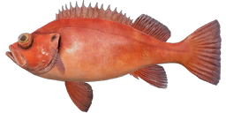 Atlantic Redfish