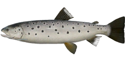 Sevan Trout