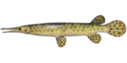 Spotted Gar
