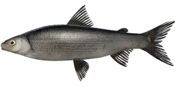 Black Whitefish