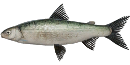 Kuori Whitefish