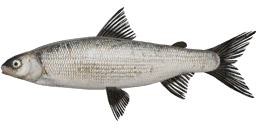 Ludoga Whitefish