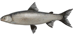 Volkhov Whitefish