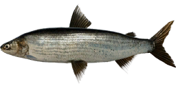 Ladoga Lake Whitefish