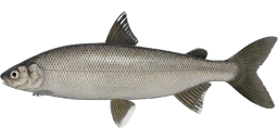 Ostrog Whitefish