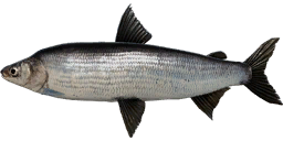 Humpback Whitefish