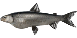 Valaam Whitefish
