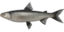 Vuoksa Whitefish