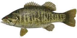 Smallmouth Bass