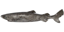 Greenland Shark