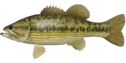 Spotted Bass