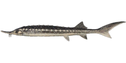 Stellate Sturgeon