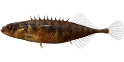 Nine-Spined Stickleback