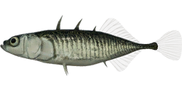 Three-spined Stickleback