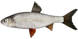 Siberian Dace
