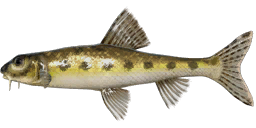 Siberian Gudgeon