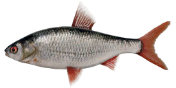 Siberian Roach