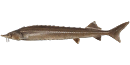 Siberian Sterlet