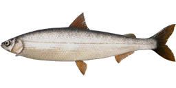 Siberian Sardine Cisco
