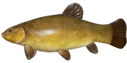 Tench