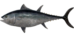 Atlantic Bluefin Tuna
