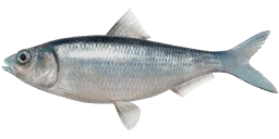 Clupeonella