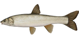 Ugui