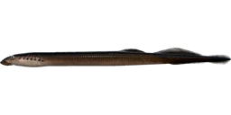 Three Toothed Lamprey