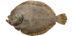 Turbot