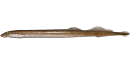 Ukrainian Lamprey