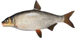 Vimba
