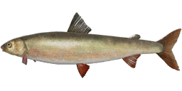 Round Whitefish