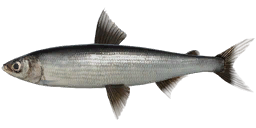 Vendace