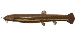 Loach
