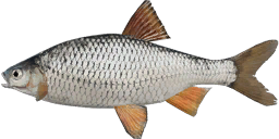 Caspian Roach