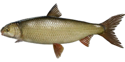 Black Sea Kutum