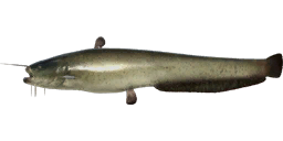 Catfish