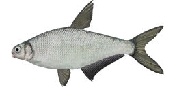 White-eye Bream