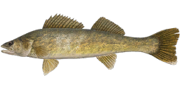 Walleye