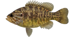 Warmouth