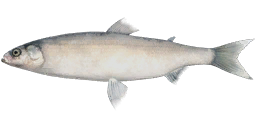 Beloribitsa Whitefish