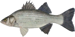White Bass