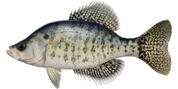 White Crappie