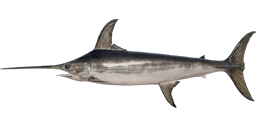 Swordfish