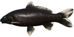 Yotsushiro